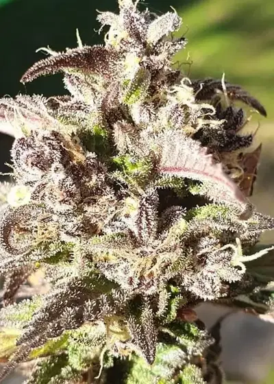 Kiwiskunk by Kiwi Seeds, Photoperiod cannabis strain