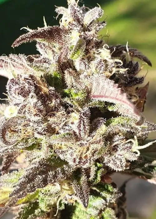 Kiwiskunk by Kiwi Seeds, Photoperiod cannabis strain