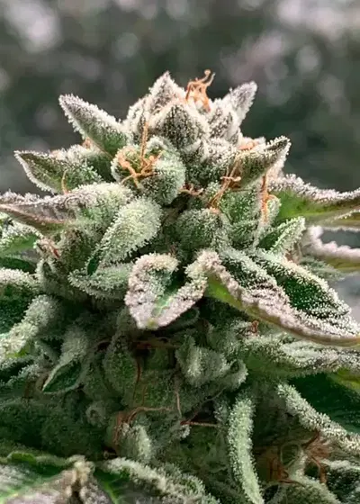Klementine Auto by R-Kiem Seeds, Autoflower cannabis strain