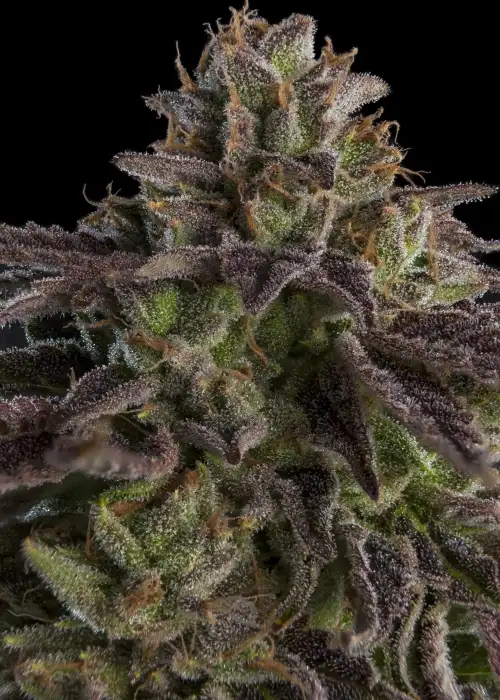 Kmintz by Ripper Seeds, Photoperiod cannabis strain
