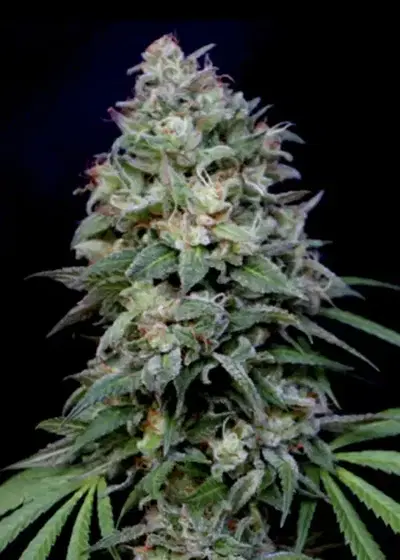 Knockout by Shaman Genetics, Photoperiod cannabis strain