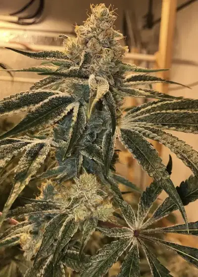 Kobe by Symbiotic Genetics, Photoperiod cannabis strain