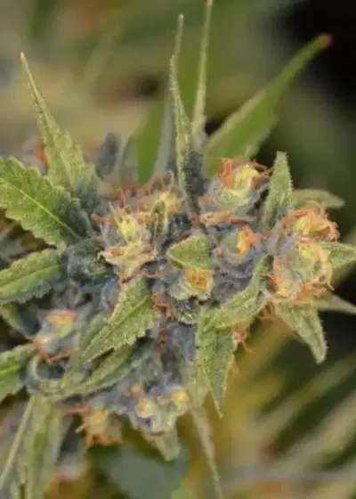 Kogi by Norstar Genetics, Photoperiod cannabis strain