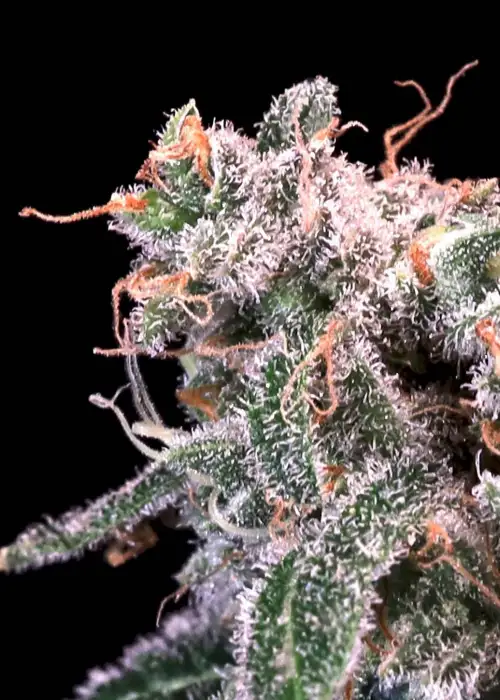 Kombucha Cream by Atlas Seed, Photoperiod cannabis strain