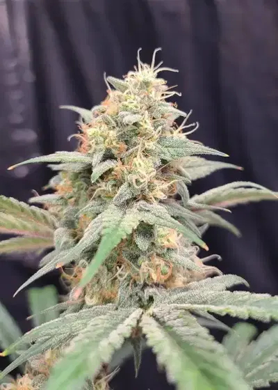 Kong Breath Auto by Roc Bud Inc Genetics, Autoflower cannabis strain
