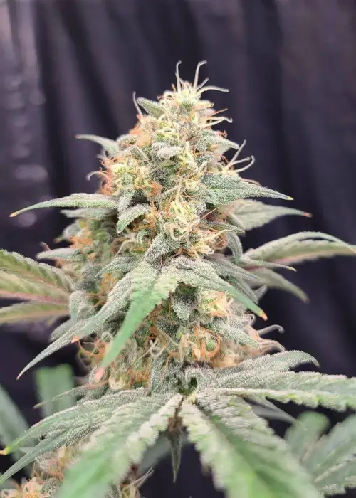 Kong Breath Auto by Roc Bud Inc Genetics, Autoflower cannabis strain