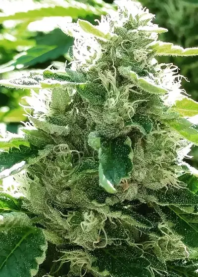 Kong OG by Norstar Genetics, Photoperiod cannabis strain