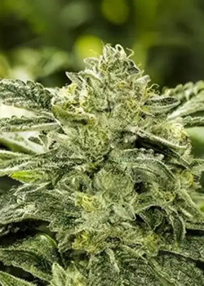 Kookies by Moxie 710, Photoperiod cannabis strain
