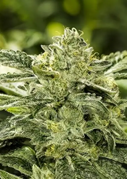 Kookies by Moxie 710, Photoperiod cannabis strain