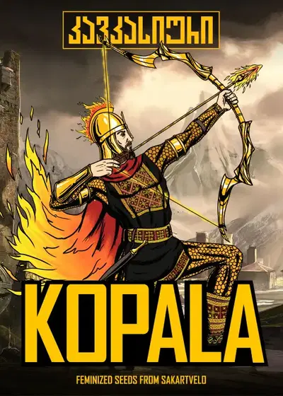 Kopala Fem by Caucasian Seeds, Photoperiod cannabis strain