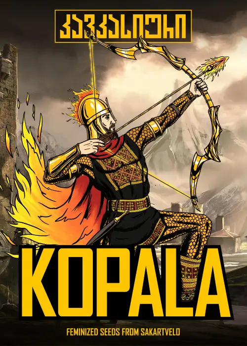 Kopala Fem by Caucasian Seeds, Photoperiod cannabis strain