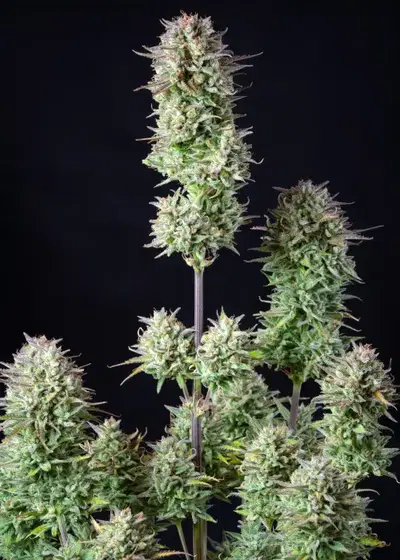 Kosher Cake Auto by Fast Buds, Autoflower cannabis strain