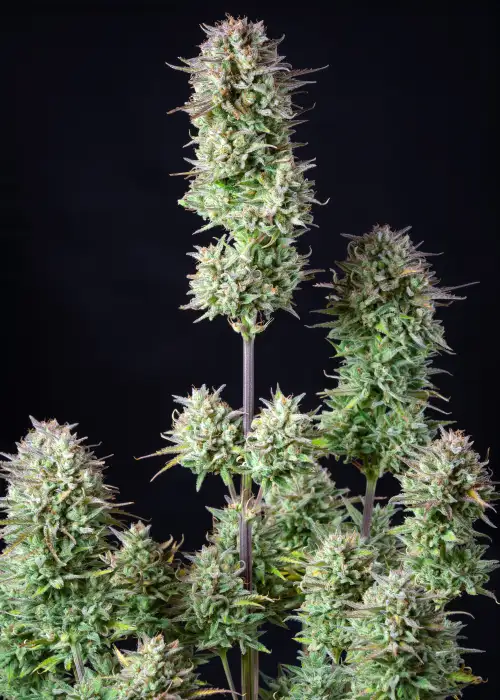 Kosher Cake Auto by Fast Buds, Autoflower cannabis strain