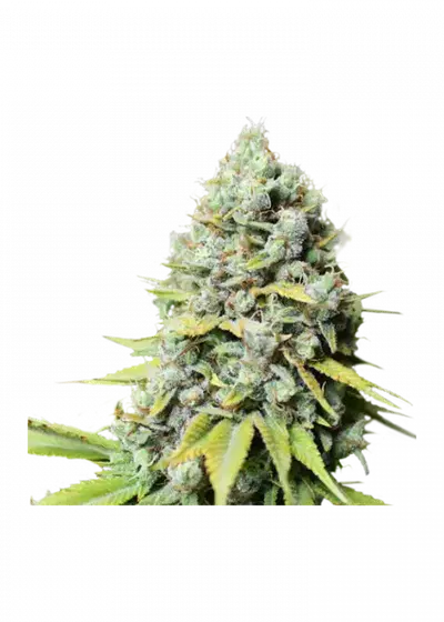 Kosher Haze by Super Sativa Seed Club, Photoperiod cannabis strain