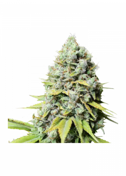 Kosher Haze by Super Sativa Seed Club, Photoperiod cannabis strain