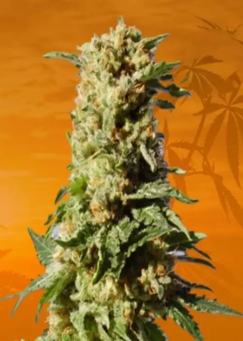 Kosher Kush Feminized by Sunwest Genetics, Photoperiod cannabis strain