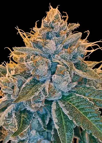 Kosher Kush by Herbies USA Express, Photoperiod cannabis strain