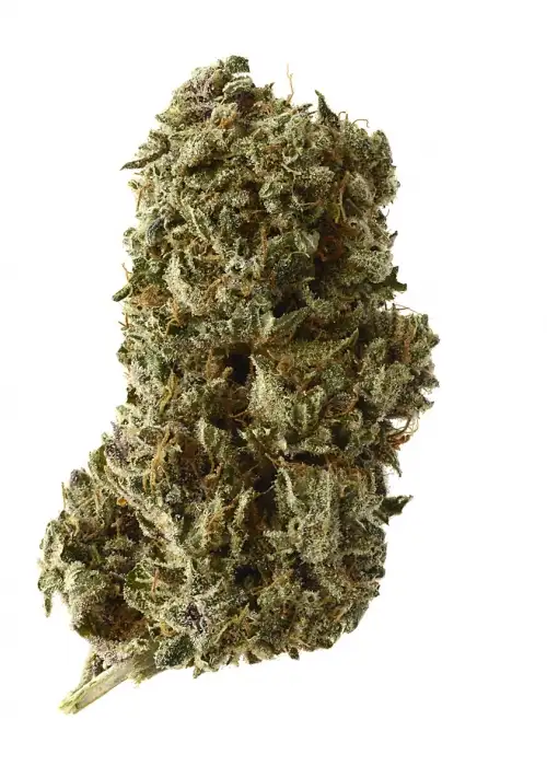 Kosher Tangie Kush by Amsterdam Genetics, Photoperiod cannabis strain
