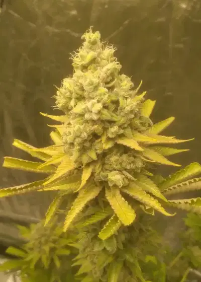 Kosher Tangie by The Bakery Seed Co., Photoperiod cannabis strain