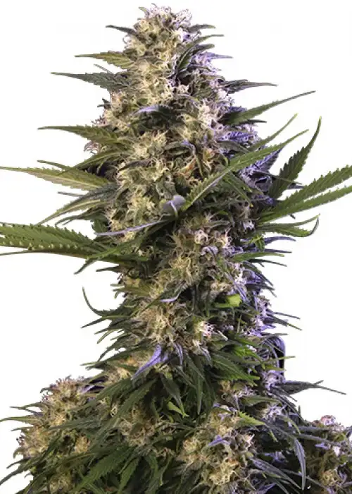 Kraken by Buddha Seeds, Autoflower cannabis strain