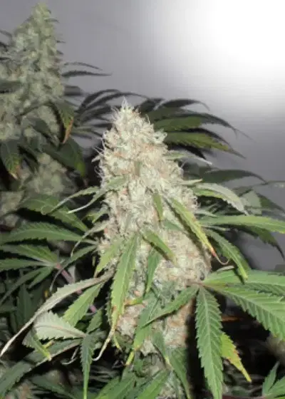 Kripple Roulette by Dr. Krippling, Photoperiod cannabis strain