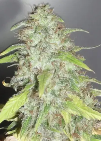 Kripple Shock by Dr. Krippling, Photoperiod cannabis strain