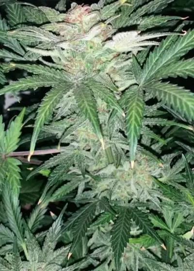Krippleberry by Dr. Krippling, Autoflower cannabis strain