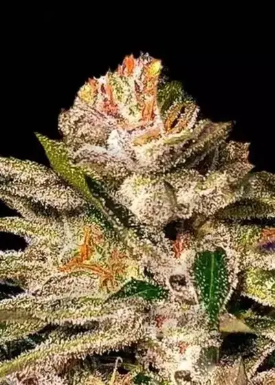 Kritical GB by GB Strains, Photoperiod cannabis strain