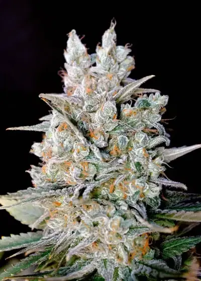 Kritikal Bilbo Auto by Genehtik, Autoflower cannabis strain