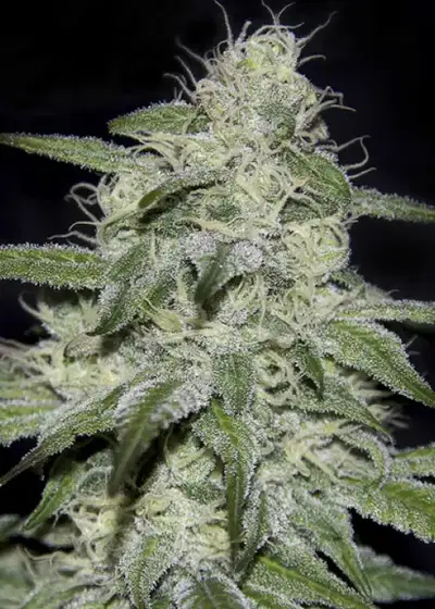 Kritikal Bilbo CBD by Genehtik, Photoperiod cannabis strain