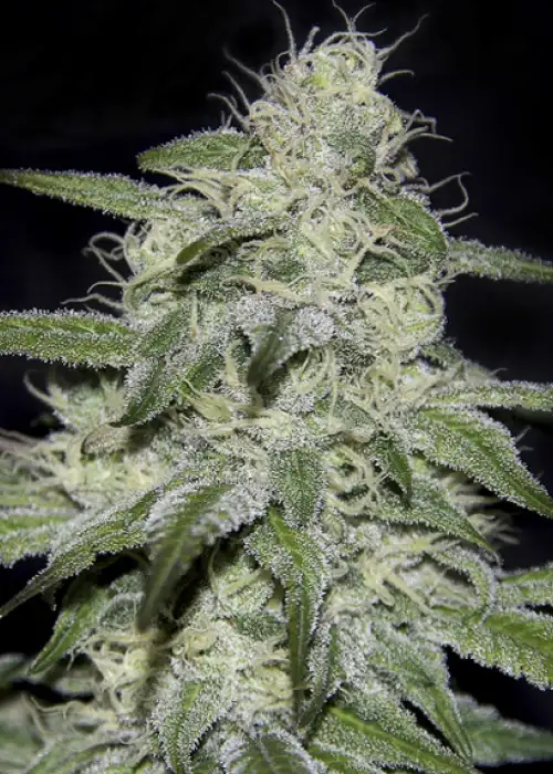 Kritikal Bilbo CBD by Genehtik, Photoperiod cannabis strain