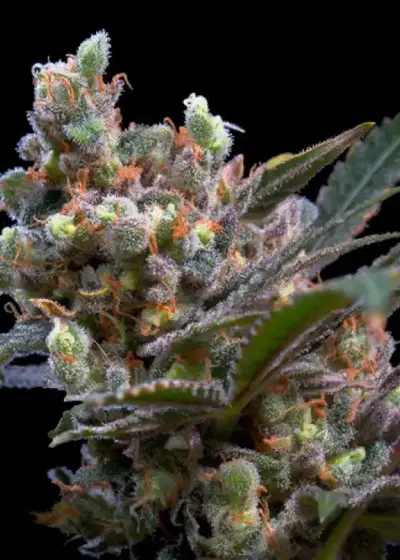 Kritikal Bilbo by Genehtik, Photoperiod cannabis strain