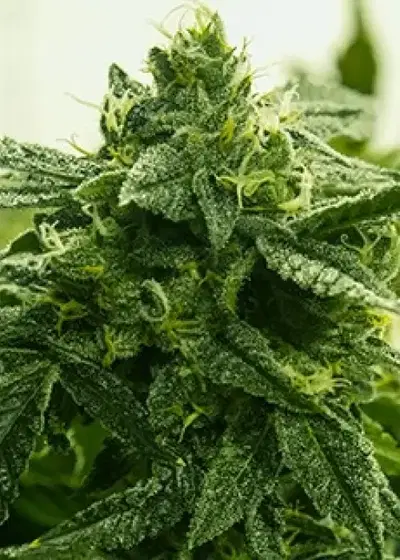 Krypto Cookies by Moxie 710, Photoperiod cannabis strain