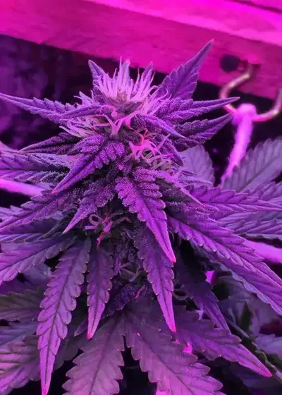 Kryptonite Auto by Cannabiorganic genetics, Autoflower cannabis strain