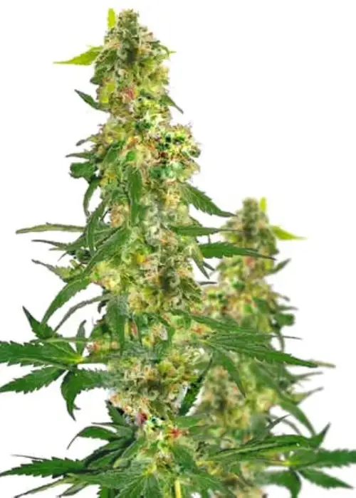Kryptonite by Pyramid Seeds, Photoperiod cannabis strain