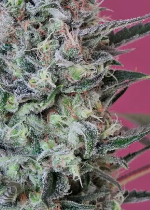 Krystalica by Mandala, Photoperiod cannabis strain