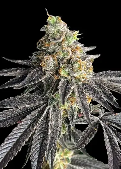 KS1 (Kosher Kush s1) by TerpyZ Mutant Genetics, Photoperiod cannabis strain
