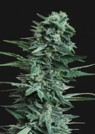 Kuban Killer by Kalashnikov Seeds, Photoperiod cannabis strain
