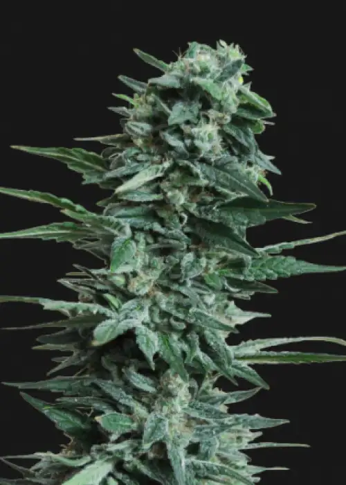 Kuban Killer by Kalashnikov Seeds, Photoperiod cannabis strain