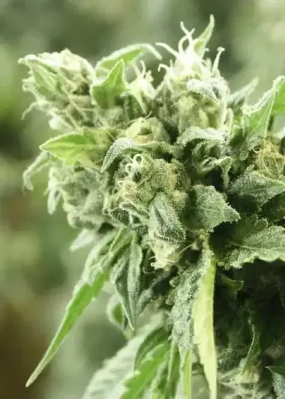 Kuchi by The Devils Harvest Seeds, Photoperiod cannabis strain