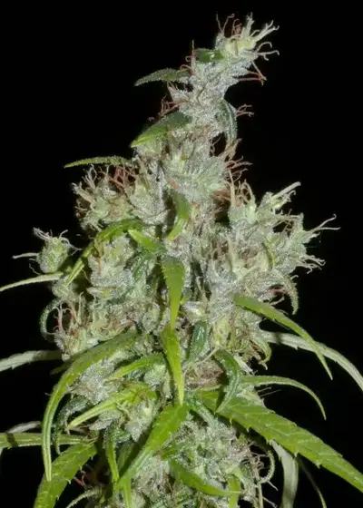 Kullu Valley by Khalifa Genetics, Photoperiod cannabis strain