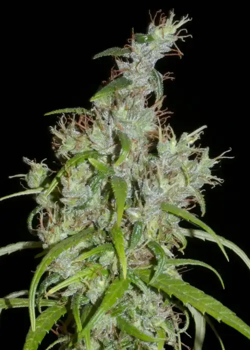Kullu Valley by Khalifa Genetics, Photoperiod cannabis strain