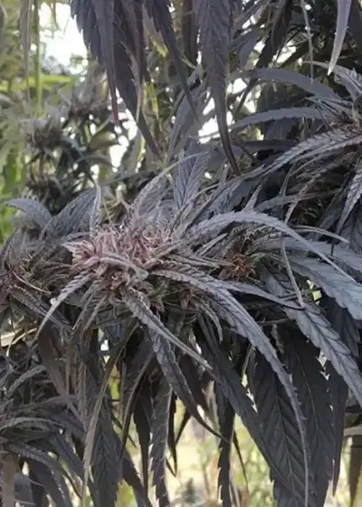 Kumaoni by The Real Seed Company, Photoperiod cannabis strain
