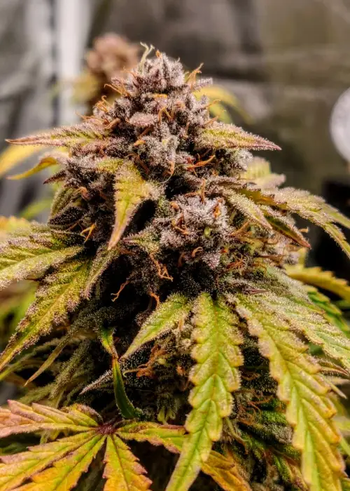 Kung Pao by Brothers In Farms, Autoflower cannabis strain
