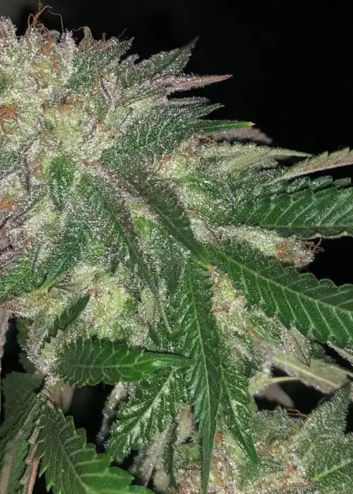 Kuntz by Pheno Finder Seeds, Photoperiod cannabis strain
