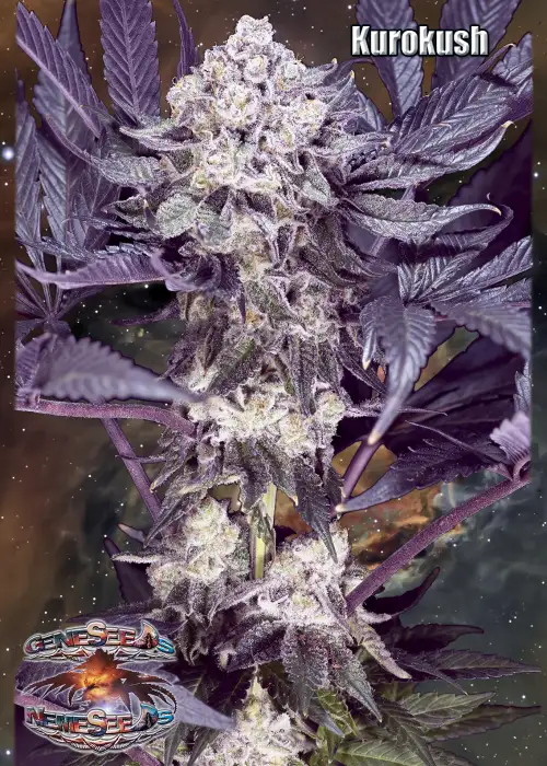 KuroKush by GeneSeeds - NemeSeeds, Photoperiod cannabis strain