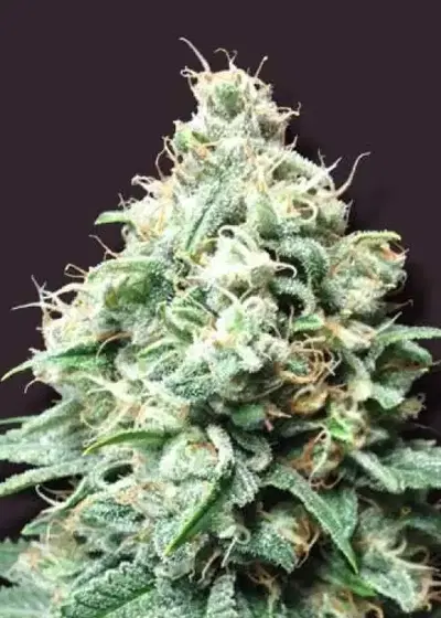 Kush Bomb by Bomb Seeds, Photoperiod cannabis strain