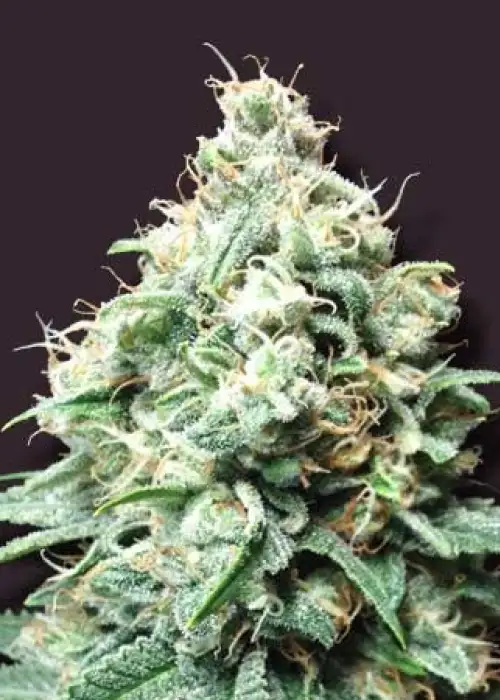 Kush Bomb by Bomb Seeds, Photoperiod cannabis strain