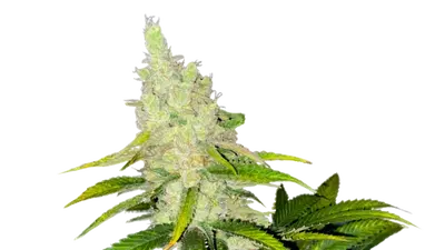 Kush Cookies by 34 Street Seed Co., Photoperiod cannabis strain
