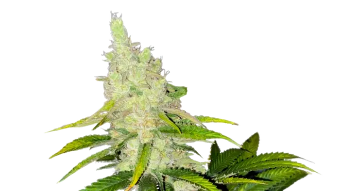 Kush Cookies by 34 Street Seed Co., Photoperiod cannabis strain